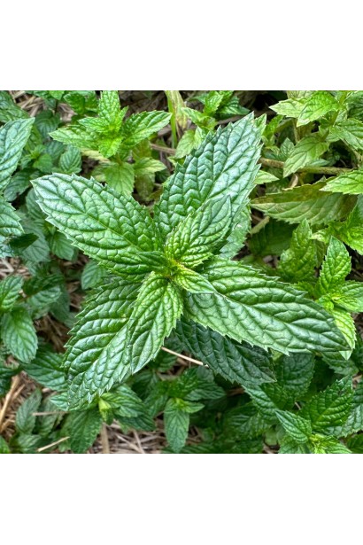 М`ята перцева Ментолова листя